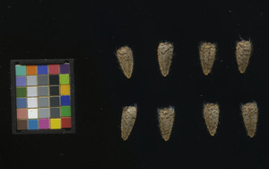 seed