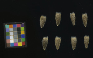 seed