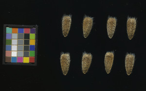 seed