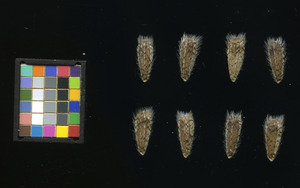 seed