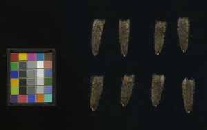seed