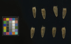 seed