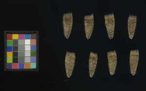 seed