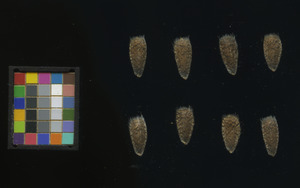 seed