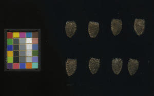 seed