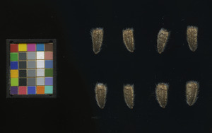 seed
