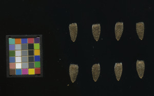 seed