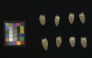 seed