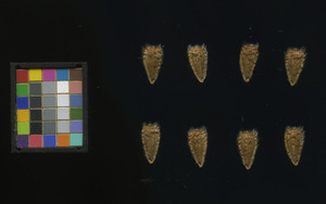 seed