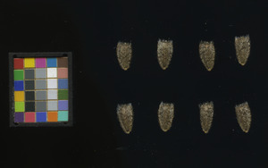 seed