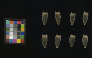 seed