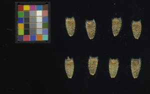 seed