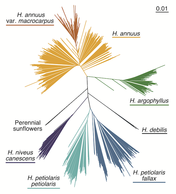 Phylogenetic Tree